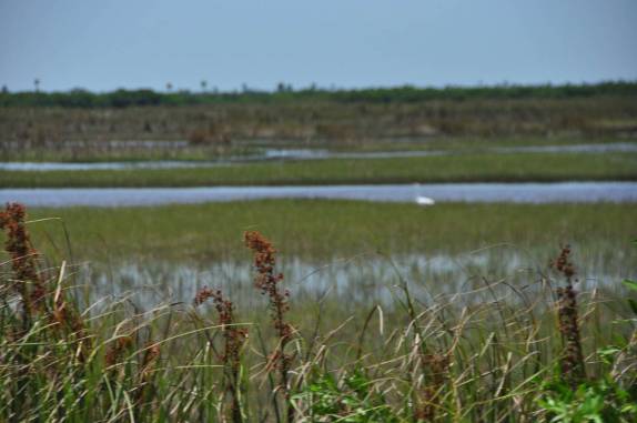 Região pantanosa no Parque Nacional Everglades, no sul da Flórida, nos Estados Unidos